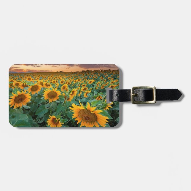 Sonnenblume-Feld in Longmont, Colorado Gepäckanhänger (Vorderseite horizontal)