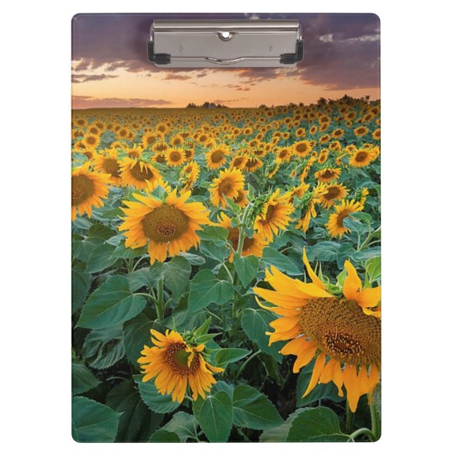 Sonnenblume-Feld in Longmont, Colorado Klemmbrett (Vorderseite)