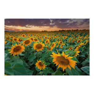 Sonnenblume-Feld in Longmont, Colorado Poster