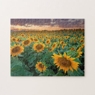 Sonnenblume-Feld in Longmont, Colorado Puzzle
