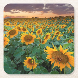 Sonnenblume-Feld in Longmont, Colorado Rechteckiger Pappuntersetzer