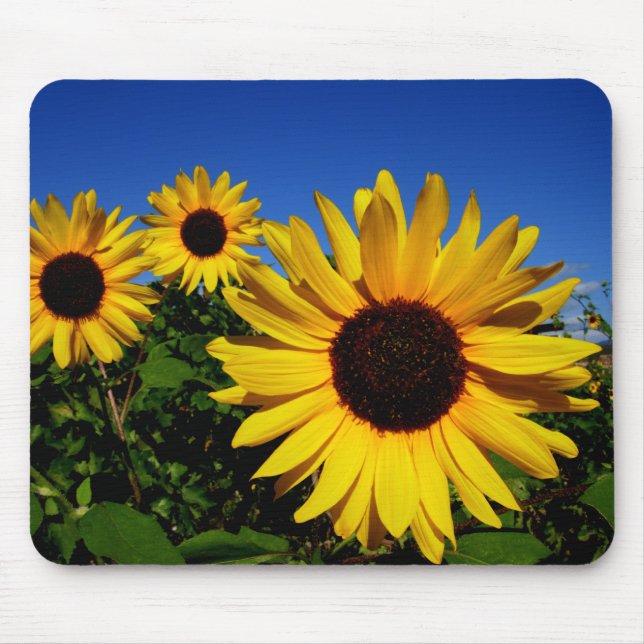 Sonnenblume-Feld Mousepad (Vorne)
