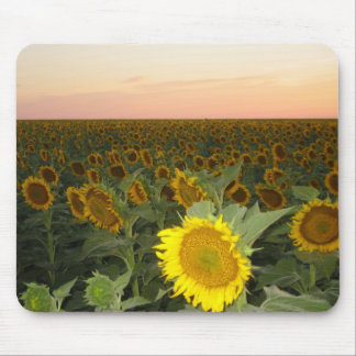 Sonnenblume-Feld Mousepad