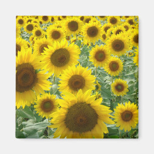 Sonnenblume-Feldmagnet Magnet
