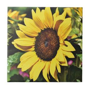 Sonnenblume  fliese