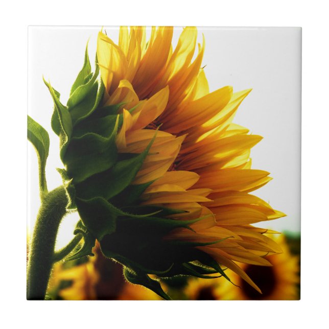 Sonnenblume Fliese (Vorderseite)