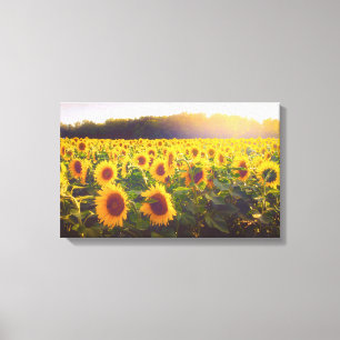 Sonnenblume-Foto-Leinwand Leinwanddruck