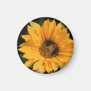 Sonnenblume Foto Magnet