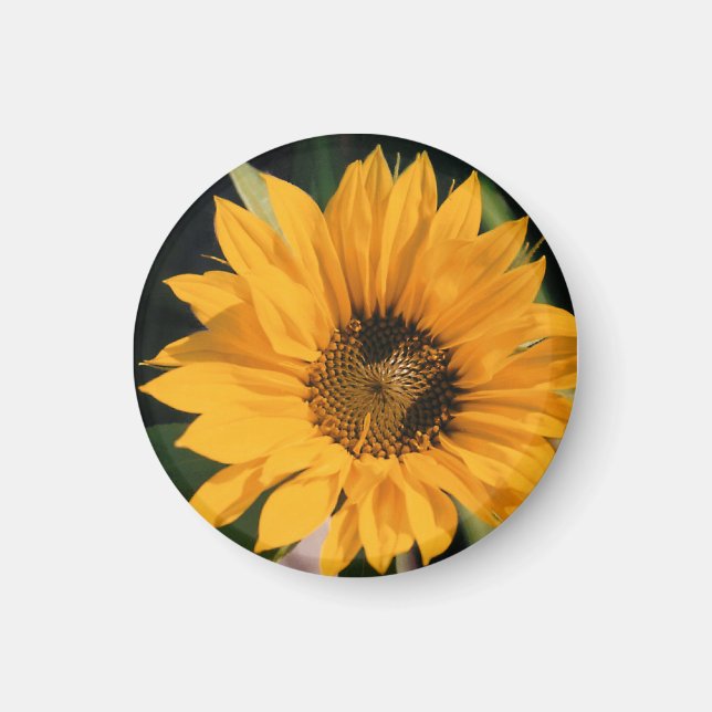 Sonnenblume Foto Magnet (Vorne)