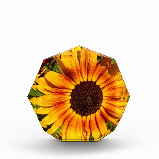 Sonnenblume Fotoblock (Vorderseite)