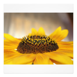 Sonnenblume Fotodruck