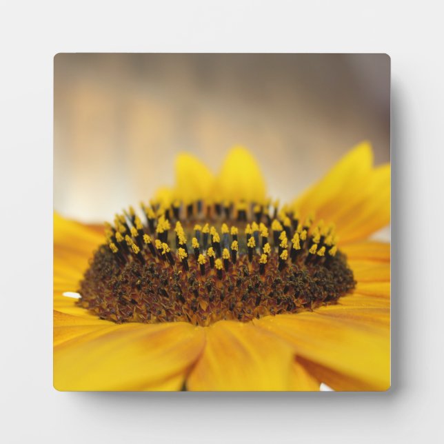 Sonnenblume Fotoplatte (Vorderseite)