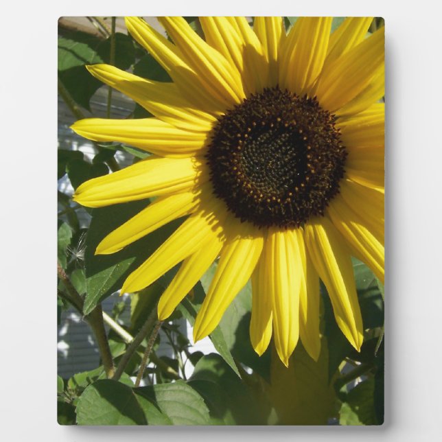 Sonnenblume Fotoplatte (Vorderseite)