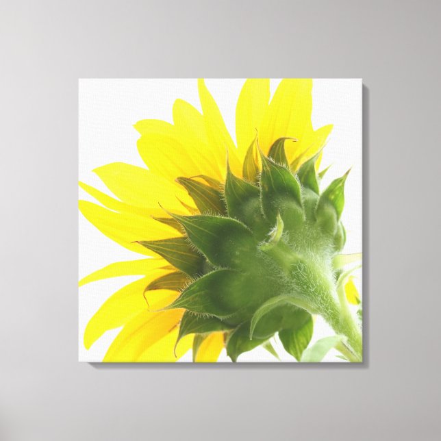 Sonnenblume Fuzz Canvas Print Leinwanddruck (Vorderseite)