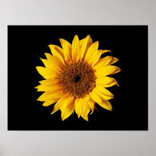 Sonnenblume Gelb auf Schwarz - Maßgeschneiderte So Poster