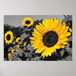 Sonnenblume: Gelber Farbtausch Poster
