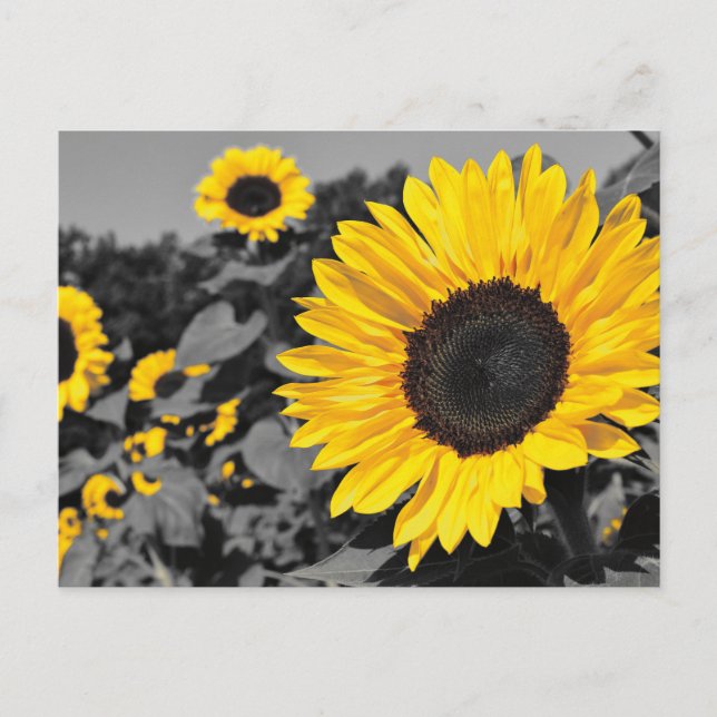 Sonnenblume: Gelber Farbtausch Postkarte (Vorderseite)
