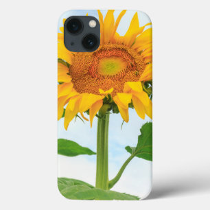 Sonnenblume, Gemeinschaftsgarten, Moses Lake, WA, Case-Mate iPhone Hülle