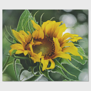 Sonnenblume Geschenkpapier
