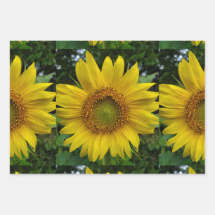 Sonnenblume Geschenkpapier Set