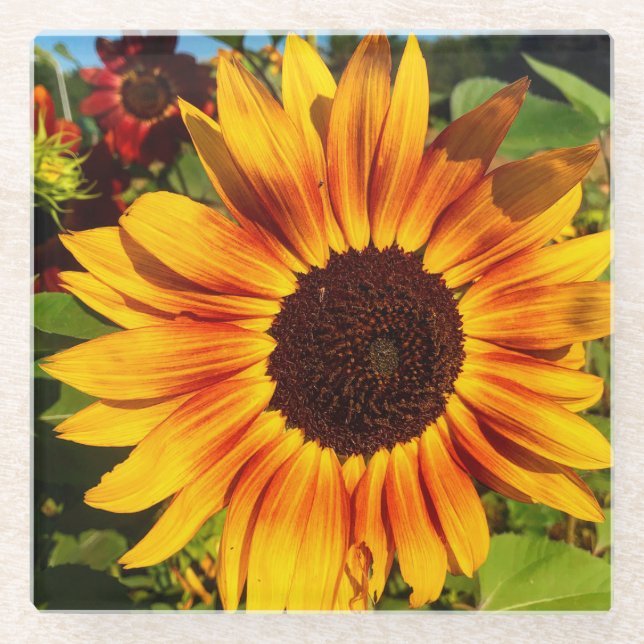 Sonnenblume Glasuntersetzer (Vorderseite)