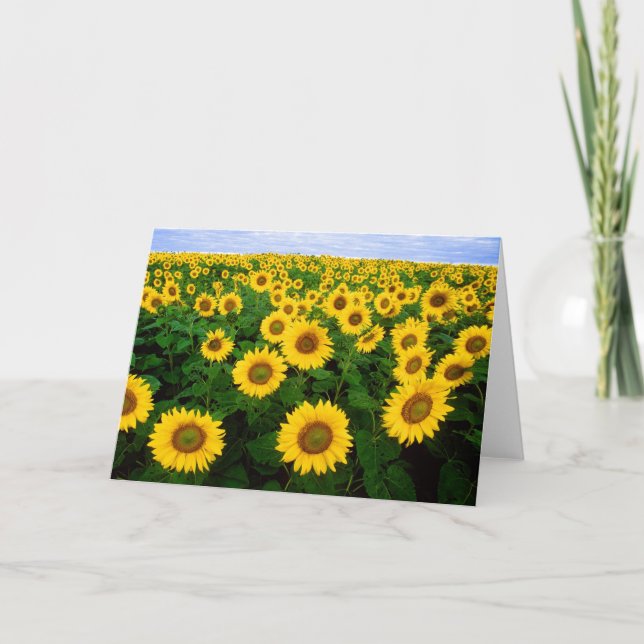 Sonnenblume-Gruß-Karte Karte (Vorderseite)