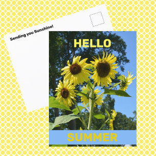 Sonnenblume Hallo Sommer Fotografisches Floral Postkarte