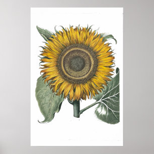 Sonnenblume Hortus Eystettensis , 1713 Small Poster