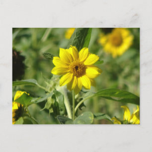 Sonnenblume im Feld DIY Postkarte
