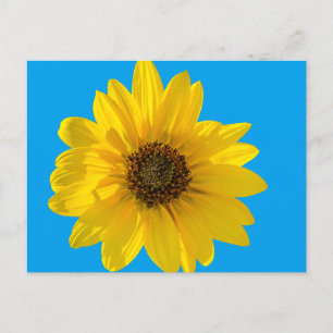 Sonnenblume im Hintergrund (Helianthus) Postkarte