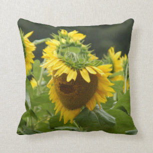 Sonnenblume im Regen Kissen