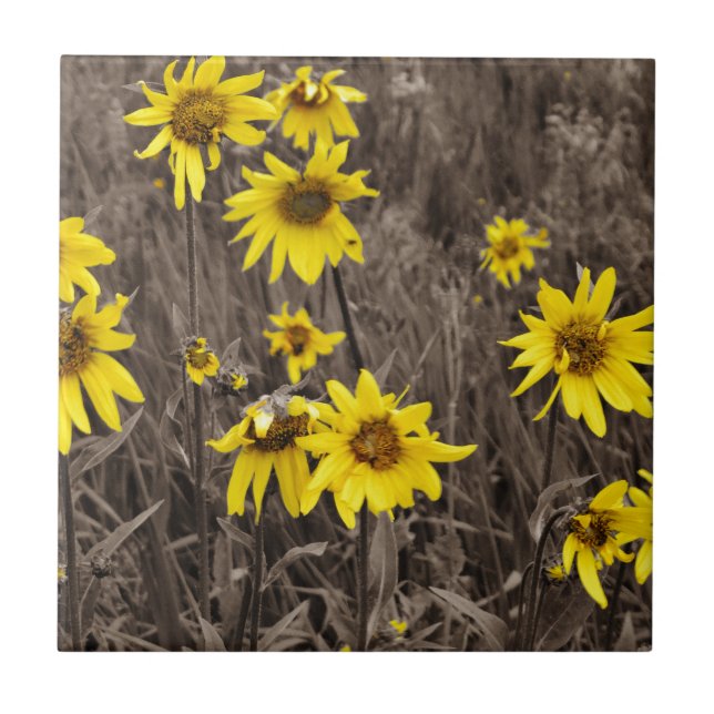 Sonnenblume im Rocky Mountain Fliese (Vorderseite)