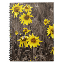 Sonnenblume im Rocky Mountain