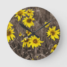 Sonnenblume im Rocky Mountain