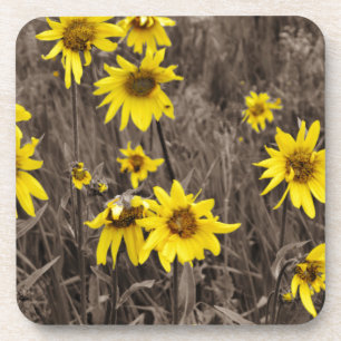 Sonnenblume im Rocky Mountain Untersetzer