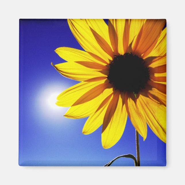 Sonnenblume im Sonnenmagazin Magnet (Vorne)