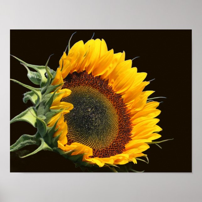 Sonnenblume im Sonnenschein Poster (Vorne)