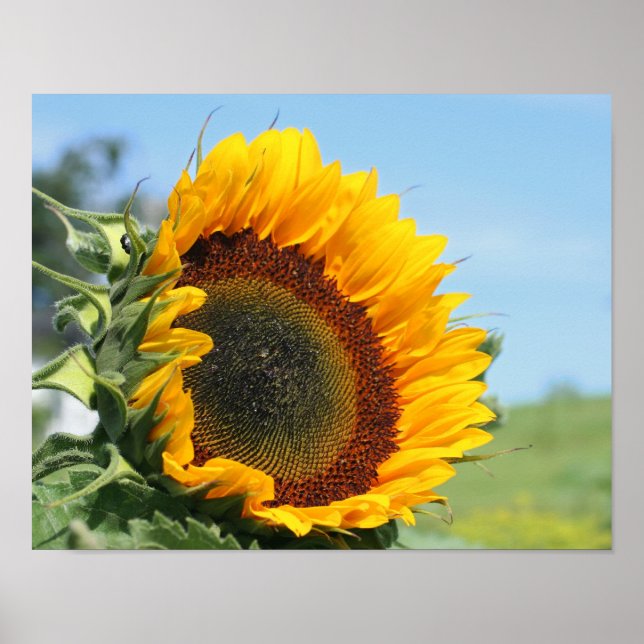 Sonnenblume im Sonnenschein Poster (Vorne)