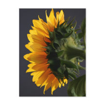 Sonnenblume im Studio 2