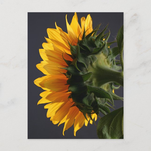 Sonnenblume im Studio 2 Postkarte (Vorderseite)