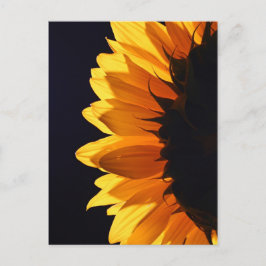 Sonnenblume im Studio 4 Postkarte