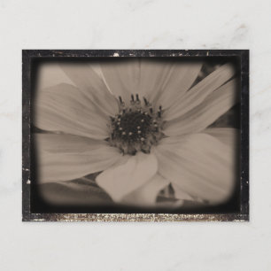 Sonnenblume im Vintage-Look Postkarte