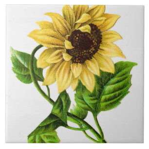 Sonnenblume im Vintage-Stil Fliese