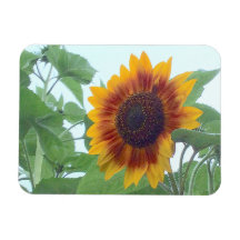 Sonnenblume in einem blauen blauen Himmel —