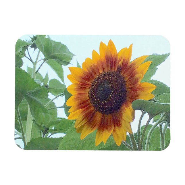 Sonnenblume in einem blauen blauen Himmel — Magnet (Horizontal)