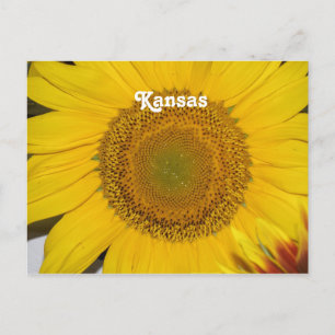 Sonnenblume in Kansas Postkarte