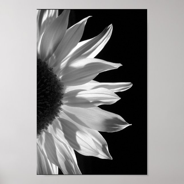 Sonnenblume in Schwarz und Weiß Poster (Vorne)