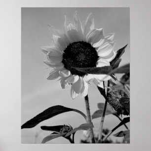 Sonnenblume in Schwarz und Weiß Poster