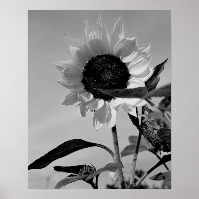 Sonnenblume in Schwarz und Weiß Poster (Vorne)
