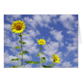 Sonnenblume-Karte